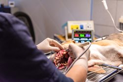 Dentisterie