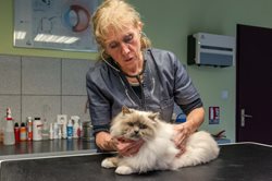 Mise en situtation cardiologie