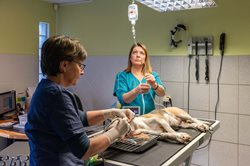 Anesthésie & Réanimation 2